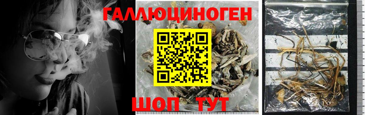 Урус-Мартан  Галлюциногенные грибы Cubensis  Вход с VPN 